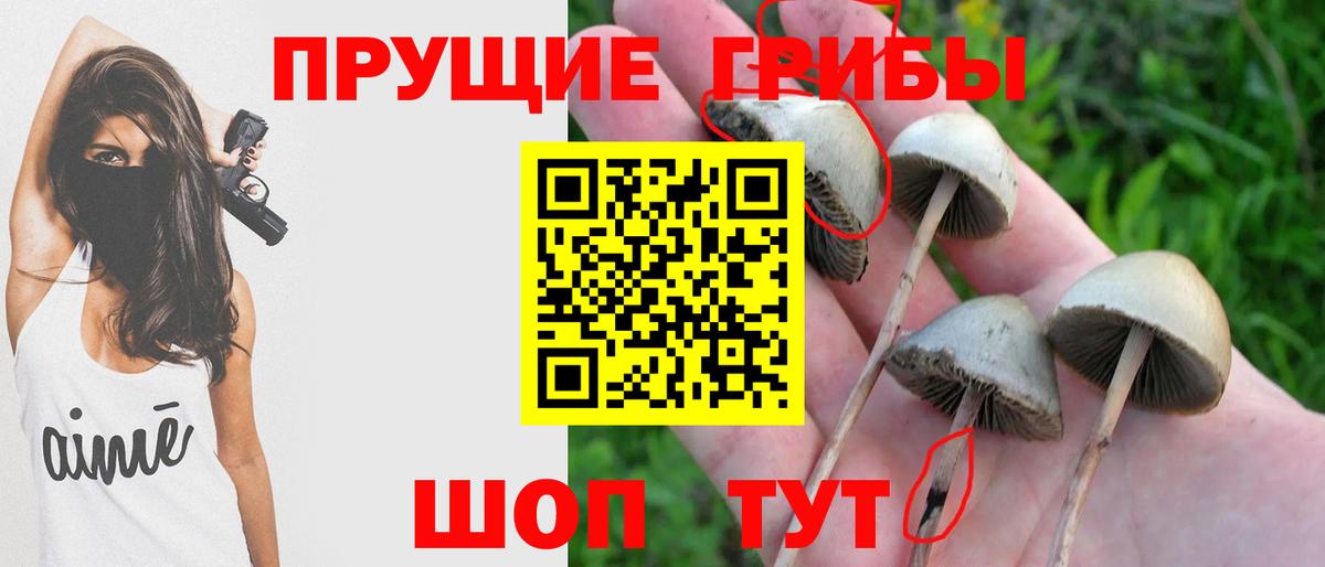 Ноябрьск  Псилоцибиновые грибы прущие грибы  Вход с VPN  Псилоцибиновые грибы Psilocybine cubensis 
